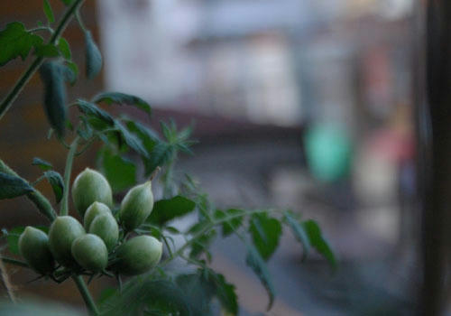 ベランダ菜園 