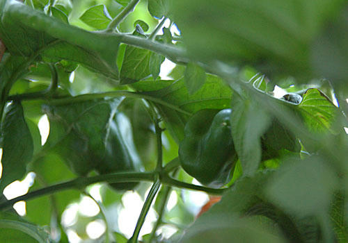 ベランダ菜園 