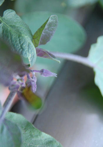 ベランダ菜園 