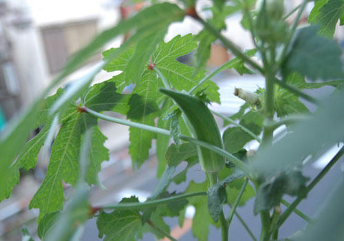 ベランダ菜園 