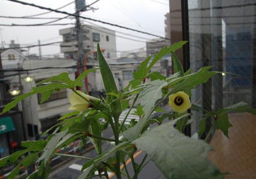ベランダ菜園 
