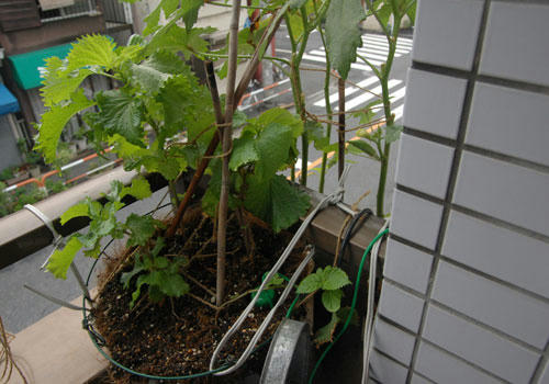 ベランダ菜園 
