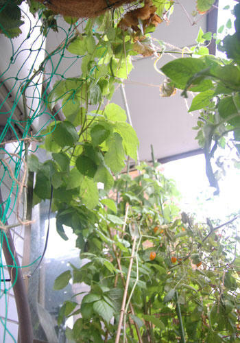 ベランダ菜園 
