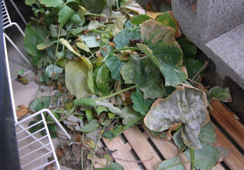 ベランダ菜園 