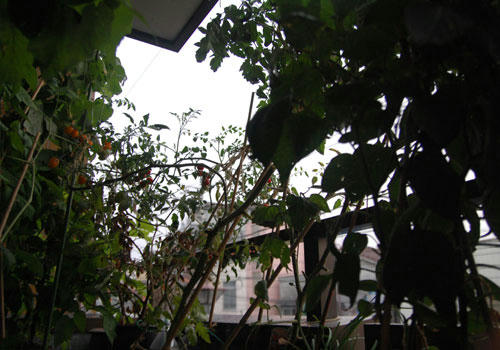 ベランダ菜園 