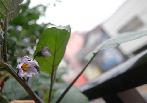 ベランダ菜園 