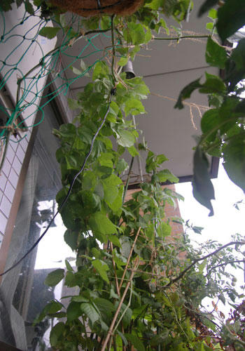 ベランダ菜園 