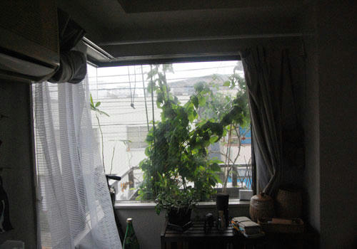 ベランダ菜園 