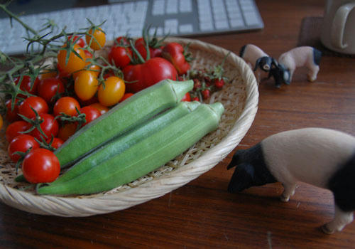 ベランダ菜園 
