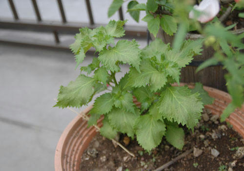 ベランダ菜園 