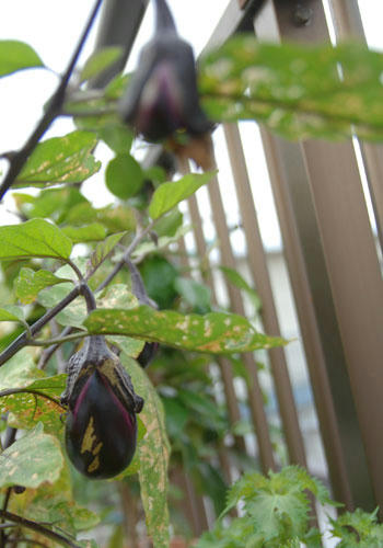 ベランダ菜園 