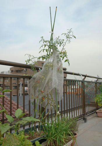 ベランダ菜園 