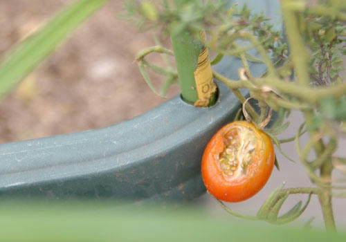 ベランダ菜園 