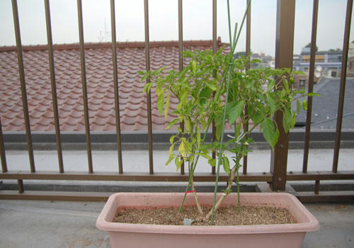 ベランダ菜園 