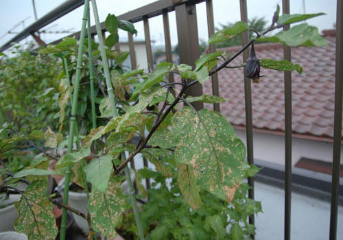 ベランダ菜園 