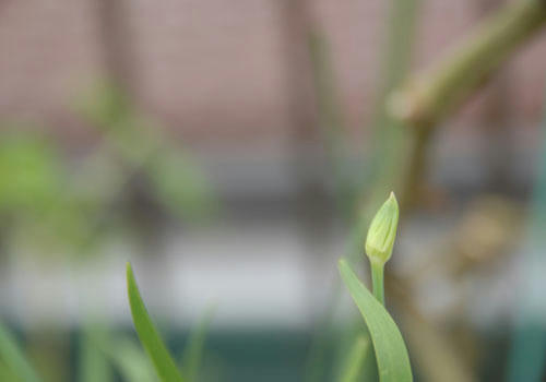 ベランダ菜園 