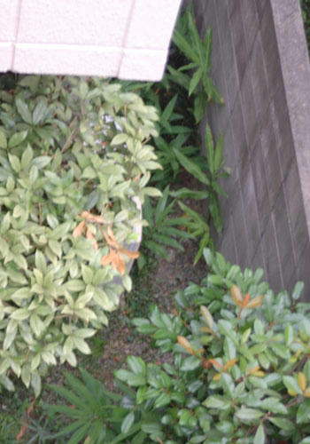 ベランダ菜園 