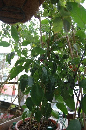 ベランダ菜園 