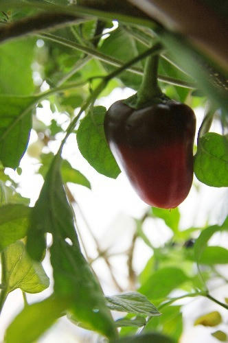 ベランダ菜園 