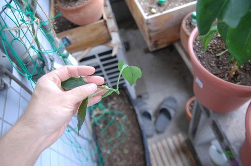 ベランダ菜園 