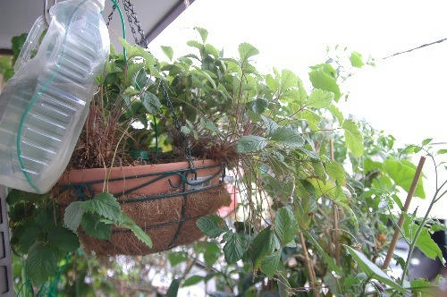 ベランダ菜園 