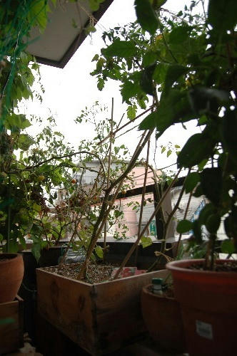 ベランダ菜園 