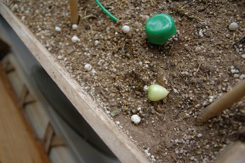 ベランダ菜園 