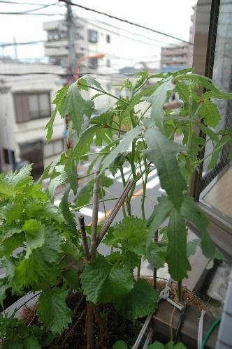 ベランダ菜園 