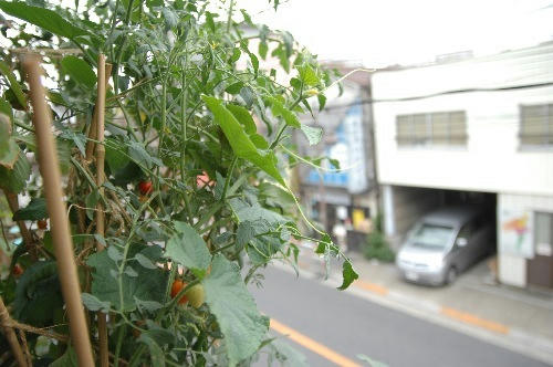 ベランダ菜園 