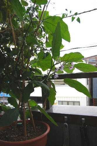 ベランダ菜園 