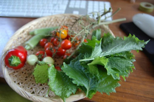 ベランダ菜園 