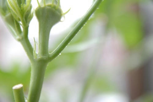 ベランダ菜園 