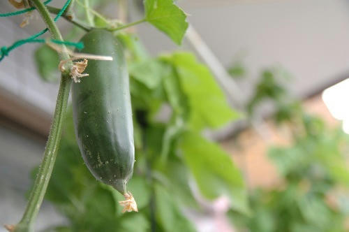 ベランダ菜園 