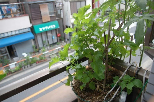 ベランダ菜園 