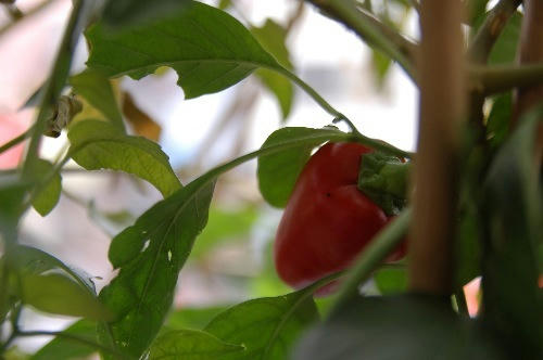 ベランダ菜園 