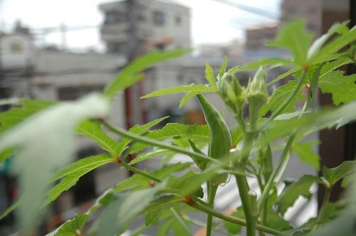 ベランダ菜園 