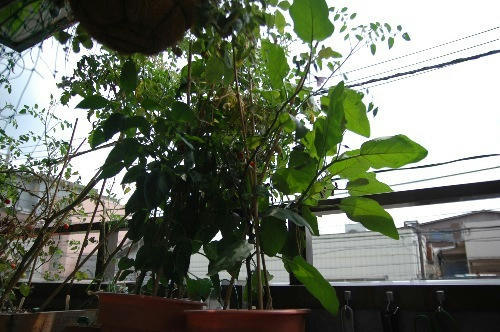 ベランダ菜園 