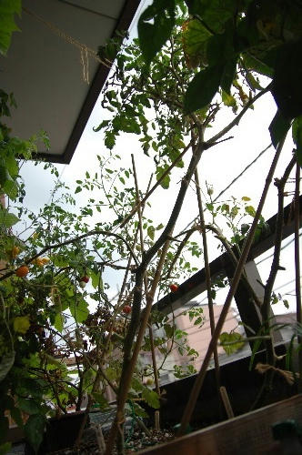 ベランダ菜園 
