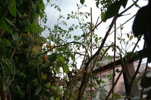 ベランダ菜園 