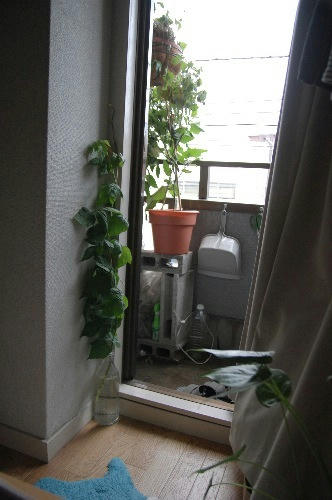 ベランダ菜園 