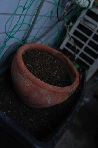ベランダ菜園 