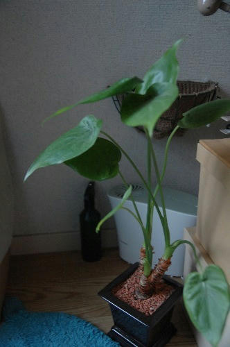 ベランダ菜園 