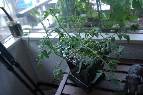 ベランダ菜園 