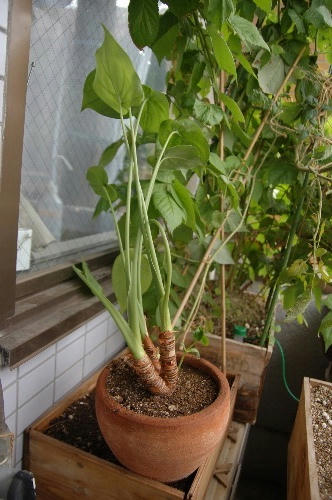 ベランダ菜園 
