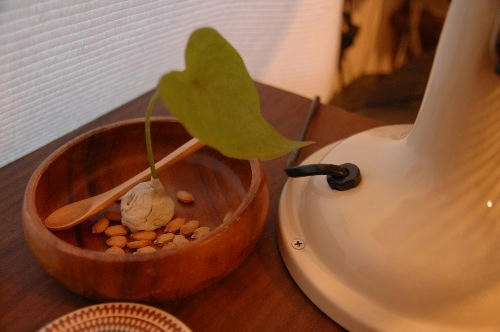 ベランダ菜園 