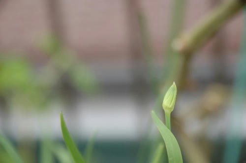 ベランダ菜園 