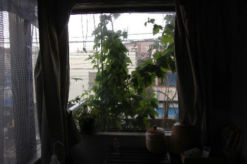 ベランダ菜園 