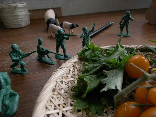 ベランダ菜園 