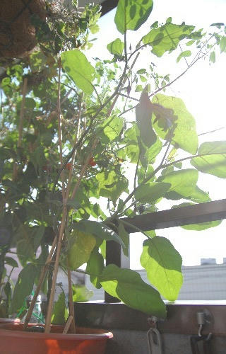 ベランダ菜園 
