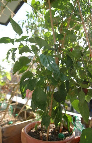 ベランダ菜園 